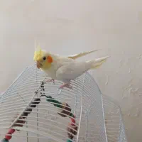 عروس هلندی|پرنده|مرودشت, رودبال|دیوار