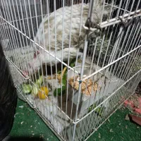 خروس قربانی|حیوانات مزرعه|مشهد, سجادیه|دیوار