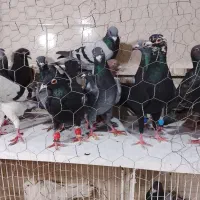 سبز پولک|پرنده|مشهد, کشف|دیوار