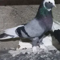 شازده سبز پا پر ،شازده سیاه پاپر  ،کفتر نر ،ماده