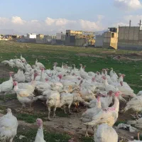 بوقلمون زنده سفید گوشتی تلوری*پرورشی باسبد کالا*