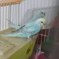 یک جفت مرغ عشق