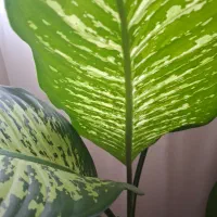 گل دیفن باخیا