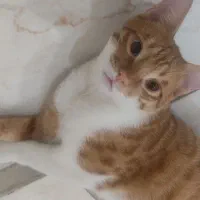 واگذاری گربه