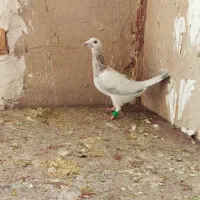 باسلام|پرنده|مشهد, شهرک مهر آباد|دیوار