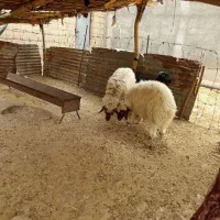 بره نر