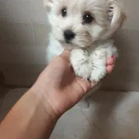 توله شیتزو کراس و فلت