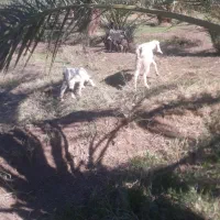 بز باکره نر|حیوانات مزرعه|ریگان, |دیوار