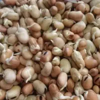 اسباب بازی باقالی جوانه زده