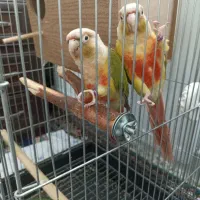 طوطی گرینچیک