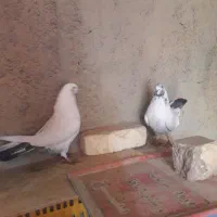 کفتر تهرانی واصفهانی|پرنده|برخوار, |دیوار