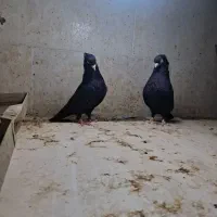 کبوتر پاکستانی و زاغ|پرنده|خورموج, |دیوار