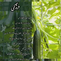 بذر خیار گلخانه ای ،بذر گوجه ،بذر فلفل ، تخم یونجه|گل و گیاه طبیعی|اصفهان, احمدآباد|دیوار