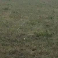 4500 متر شالیزار در لوندویل با راه شخصی