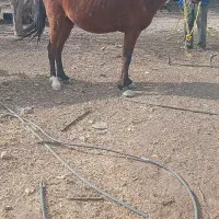 اسب نریان|اسب و تجهیزات اسبسواری|اهر, |دیوار