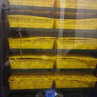 دستگاه جوجه کشی|لوازم جانبی حیوانات|قم, وادی السلام|دیوار