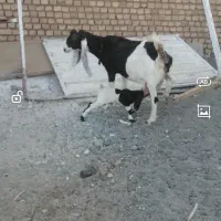 بز پاکستانی|حیوانات مزرعه|بردسکن, |دیوار