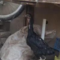 مرغ لاری|حیوانات مزرعه|الوند, |دیوار