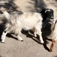 گوسفند فروشی