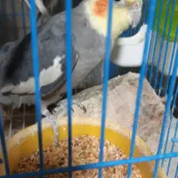 عروس هلندی|پرنده|مشگین شهر, |دیوار