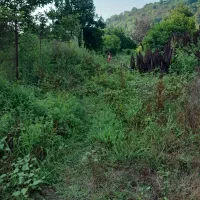 فروش زمین باغ