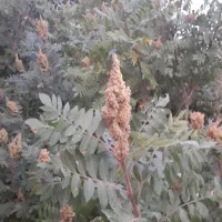 سماق|خوردنی و آشامیدنی|سیروان, |دیوار