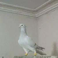 دم‌سفید شامی هفت رنگ|پرنده|مشهد, نوید|دیوار