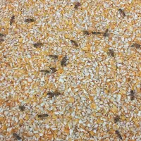 ۲۹۵۰ متر محوطه برای اجاره باغستان سعیدآباد|اجارهٔ دفتر صنعتی، کشاورزی، تجاری|باغستان, |دیوار