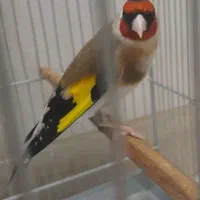 فروش سهره وجوجه سهره نر به شرط