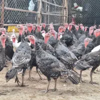 فروش جوجه بوقلمون و جوجه اردک
