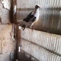 کفتر