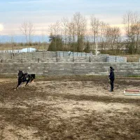 اسب نریون کرد مشکی|اسب و تجهیزات اسبسواری|کیاشهر, |دیوار