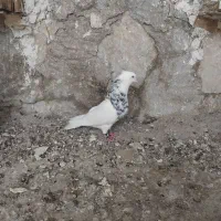 کبوتر|پرنده|ایذه, |دیوار