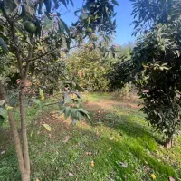 زمین باغی مسکونی|فروش زمین و ملک کلنگی|رشت, بازار|دیوار