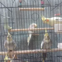 پنج عدد عروس هلندی گم شده