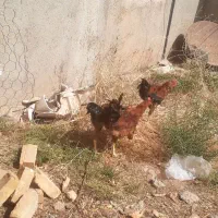 خروس