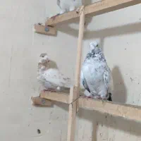 کبوتر پرشی|پرنده|نقده, |دیوار