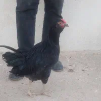 دو عدد خروس گلین یک ساله ولری ۵ ماهه