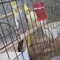 فروش  جفت عروس  مولد