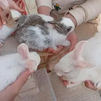 خرگوش