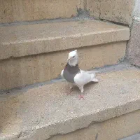 گمشده