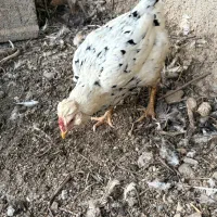 مرغ گلین|حیوانات مزرعه|کرج, شهرک نهال و بذر|دیوار