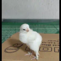 فروش فوری جوجه های ۵روزع نژاد براهما|حیوانات مزرعه|رویان, |دیوار