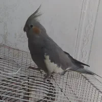 عروس هلندی|پرنده|دوگنبدان, |دیوار