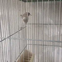 ماده سهره رام معاوضه با قناری|پرنده|کرمان, |دیوار