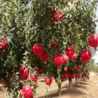 توافقی