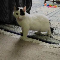 گربه مهربون