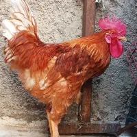 خروس لوهمن اصل، جوان ، سالم و سرحال ، درشت