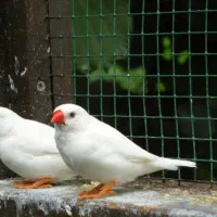 فروش تعدادی فنچ نر و ماده و جوجه