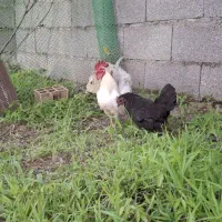 مرغ و خروس جاپنیز